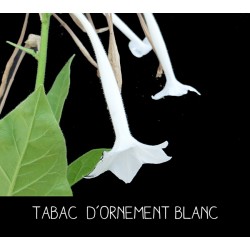 Tabac blanc d’ornement -...