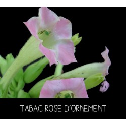 Tabac rose d’ornement -...