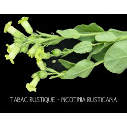 Tabac rustique - NICOTINIA...