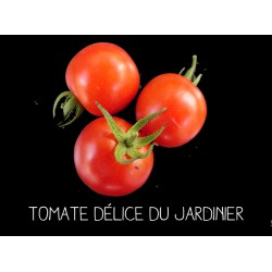 Tomate délice du jardinier