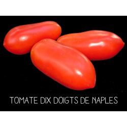 Tomate dix doigts de Naples