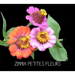Zinnia Petites fleurs