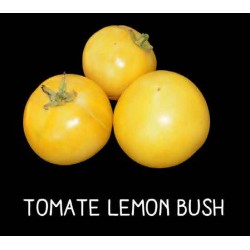 Tomate lemon bush