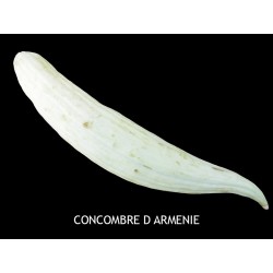 Concombre d’Arménie -...