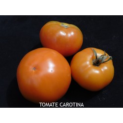 Tomate carotina orange
