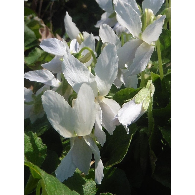 Violette à fleurs blanches