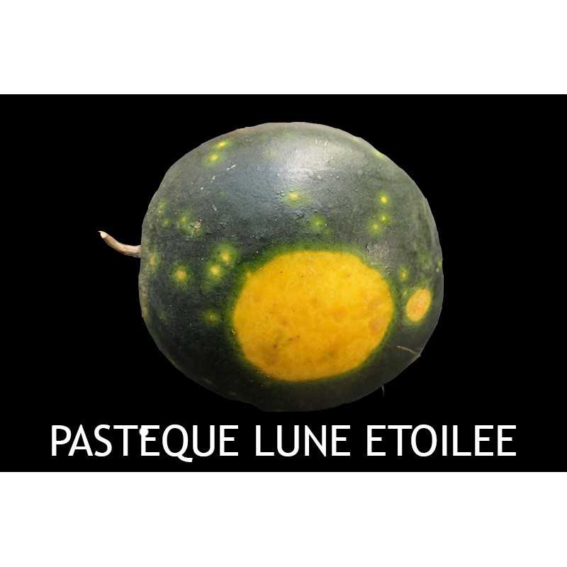 Pastèque lune étoilée CITRULLUS L ANATUS