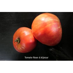 Tomate Rose d'Aljezur