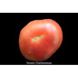Tomate charbonneuse