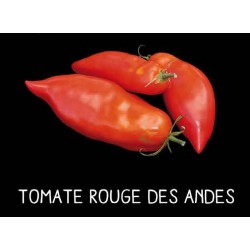 Tomate des Andes rouge