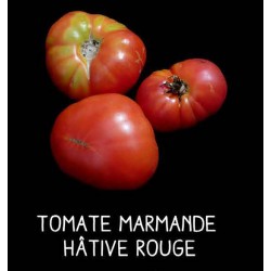Tomate Marmande hâtive rouge