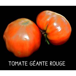 Tomate géante rouge