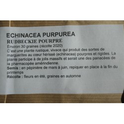 Rudbeckie Pourpre ECHINACEA...
