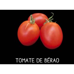 Tomate de Berao