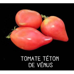 Tomate téton de Vénus