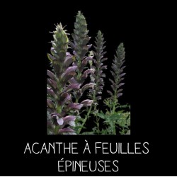 Acanthe épineuse - ACANTHUS...