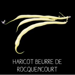 Haricot beurre de...