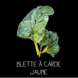Blettes à cardes jaunes...