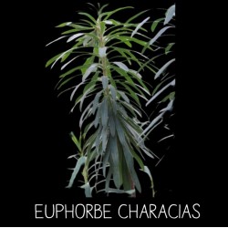 Euphorbe characias -...