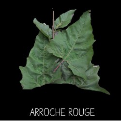 Arroche rouge - ATRIPLEX...
