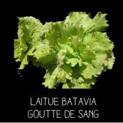 Laitue batavia goutte de sang