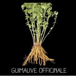 Guimauve officinale vivace...