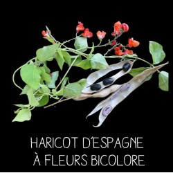 Haricot d'Espagne à fleurs...