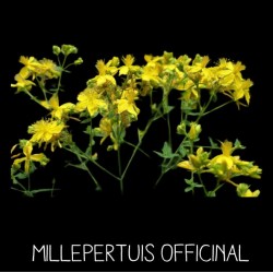 Millepertuis Officinal