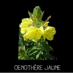 Onagre - Oenothère jaune...