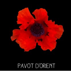 Pavot d’Orient - PAPAVER...