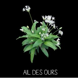 Ail des Ours