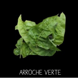 Arroche verte