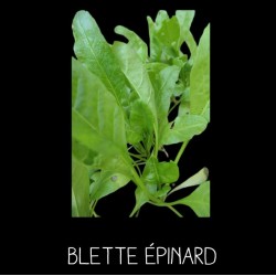 Blette épinard ou Poirée à...