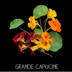 Grande Capucine