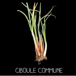 Ciboule Commune ALLIUM...