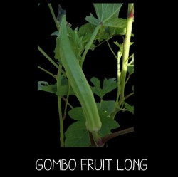 Gombo à fruit long -...