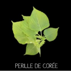 Perille de Corée