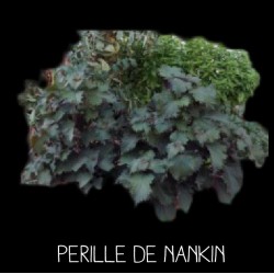 Perille de Nankin , Shizo...