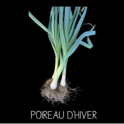 Poireau d'hiver souche...