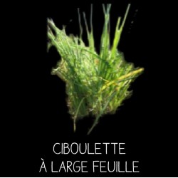 Ciboulette à large feuille