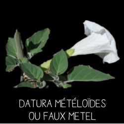 Datura faux metel - DATURA...