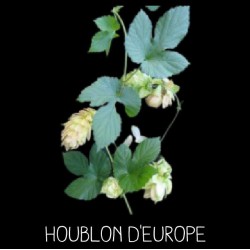 Houblon d’Europe - HUMULUS...