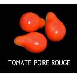 Tomate poire rouge