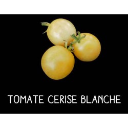 Tomate cerise blanche