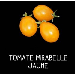 Tomate mirabelle jaune