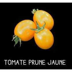 Tomate prune jaune
