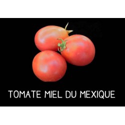 Tomate Miel du Mexique