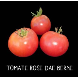 Tomate rose de Berne